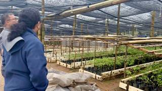 TAMANG TRANSPLANTING ng AGARWOOD SEEDLINGS sa PLANTATION  NURSERY MANAGEMENT [upl. by Ginnie748]