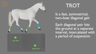 HORSE GAITS PART 02  TROT CYCLE ANALYSIS [upl. by Annaya856]