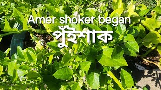 গাছের তাজা পুঁইশাক Amer shoker began in usa EtisVlogHoustonUSA [upl. by Xantha]