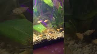 Community fish tank aquarium fish fypシ゚viral [upl. by Klinges561]