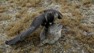 Falcon Grabs Pheasant In MidAir [upl. by Zsa Zsa]