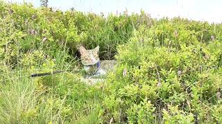 Little Cat Likes to Travel in the Mountains [upl. by Kandy]