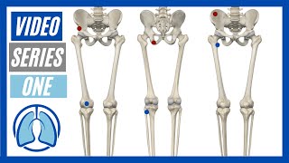 Lower Extremity Part One Action Origin Insertion amp Innervation [upl. by Rick876]