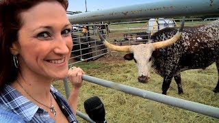 Texas Stampede Longhorn Cattle Drive [upl. by Goldfarb]