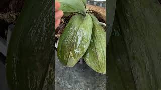 Its easy to restore wilted orchids orchids howtocarefororchids howtopropagateorchids [upl. by Honan391]