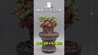 세데니아피그마에 아프리카식물 코덱스 caudex caudexplants 희귀식물 예쁜식물 유행식물 인기식물 엑스플랜트 [upl. by Bronson]