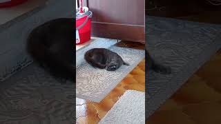 Gatto che impazzisce per lodore della candeggina funnyvideo funnycats catvideos funnycatvideo [upl. by Addam]