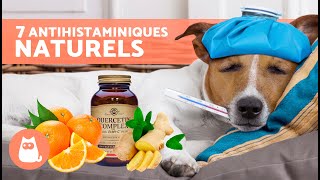 7 REMÈDES MAISON contre les ALLERGIES CHEZ LES CHIENS 🐶✅ Antihistaminiques naturels [upl. by Yelrah]