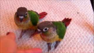 Baby Green Cheek Conures [upl. by Lorilee]