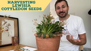 Harvesting Lewisia Cotyledon Seeds  Germination Tips [upl. by Yauqaj]