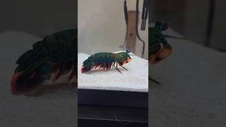 Mantis Shrimp The Punch Master shorts [upl. by Elkin]