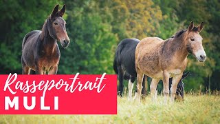 Rasseportrait Muli  Mischung aus Pferd und Esel [upl. by Broderick]