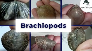 Brachiopoda  Invertebrate Paleontology  Terebratula Spirifer Atrypa Rynoconila  Geology [upl. by Tips358]