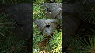 Bald Faced Hornets Daily Nest [upl. by Libenson427]