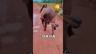 TOLON TOLON😂😂 comedy chetannn comedyfilms funny love [upl. by Aloysia280]