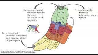 Somatosensory cortex organization and function [upl. by Goren]