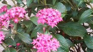 Ixora coccinea রঙ্গন ফুল Prof Dr Salma [upl. by Rance]