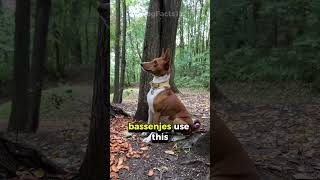 The Dog That Doesn’t Bark Meet the Unique Basenji dogfacts pets caninecuriosities doglovers [upl. by Hurley]