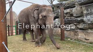 Elephant Yoga at the Rosamond Gifford Zoo [upl. by Ranjiv]