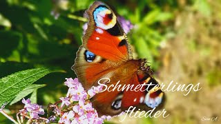 Schmetterlinge Schmetterlingsbaum Schmetterlingsflieder Sommerflieder [upl. by Kcirded]