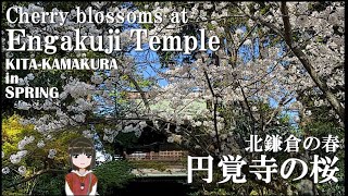 鎌倉四季vlog：春 北鎌倉の桜巡り③ 円覚寺：桜と禅寺歴史散歩 ～KAMAKURAWALKS [upl. by Wojak]