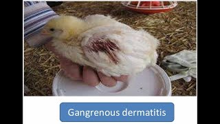 Gangrenous Dermatitis in Poultry [upl. by Gnirps]