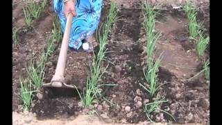 Interculture operations in onion cultivation Odia VARRAT Odisha [upl. by Ingelbert]