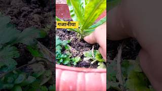 🏡 How to grow gazania plant Best winter season plant youtubeshorts [upl. by Aubreir]