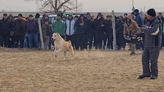 едем побеждать поле Янгала [upl. by Earlene]