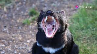 Tasmanian Devil  The Real Taz [upl. by Eniger412]