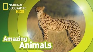 Cheetah  Amazing Animals [upl. by Eynaffit]