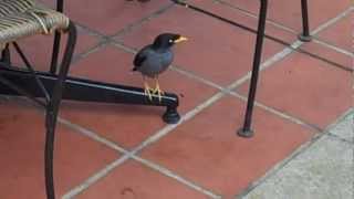 Myna Birds in Singapore [upl. by Neitsabes28]