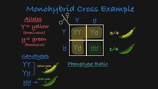 Monohybrid Cross Explained [upl. by Alleroif]