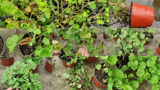 Rainy Season Ma Geranium Ko Care Kasari Garnu  Geranium Care Season Tips for Healthy Plants [upl. by Martineau237]