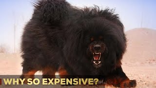 Why Are Tibetan Mastiffs So Expensive  5 Reasons  So Expensive [upl. by Annas]