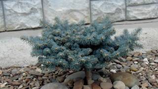 Picea pungens Glauca Globosa [upl. by Mara]