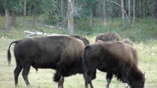 WOOD BUFFALO NATIONAL PARK  BUFALOS PARQUE NACIONAL [upl. by Roer]