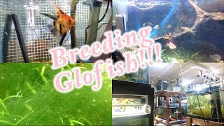 Breeding Glofish Plus a Fish Room Update December 8 2018 [upl. by Josefa66]