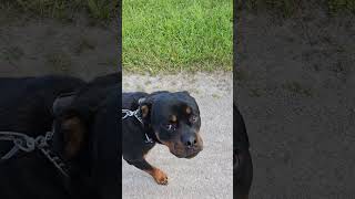 Rocky the Rottie  Dog Training [upl. by Naxor]