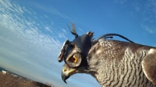 How goshawks track their prey [upl. by Dixon]