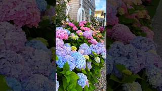 Beautiful hydrangea flowerhydrangeaflowerenglandhydrangeaгортензияflowergardenshortsviews [upl. by Dodi920]