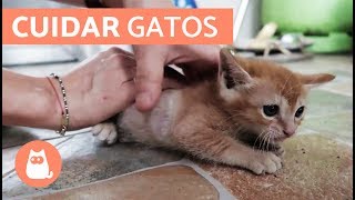 Cómo cuidar un GATO CACHORRO [upl. by Wilmar]