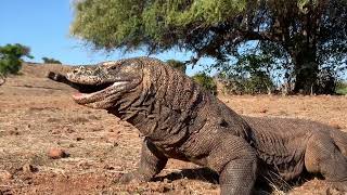 Brutal attacks by wild Komodo dragons leaving goats lying [upl. by Giesecke607]