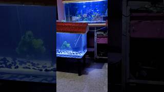 New 2 Fish Tank Setup amp Fish Tank Cleaning Service  fish fishtank aquarium shorts trending [upl. by Isyak]