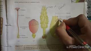 L02 reproduction in flowering plant chapter 2 in Hindi [upl. by Noemys]