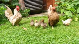 Serama Chicken family baby chicks cute [upl. by Westmoreland]