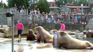 Walruses at Dolfinarium Harderwijk Netherlands [upl. by Arbed]