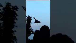 Concorde take off at LHR concorde aviation avgeek planespotting airplane airbus london [upl. by Kam]