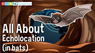 All About Echolocation in bats [upl. by Adon624]