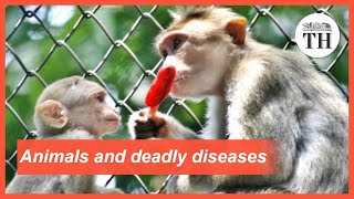 All about Zoonotic Diseases [upl. by Peale300]